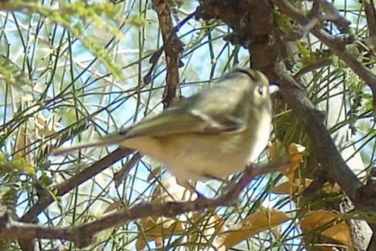 Boyce-Thompson Arboretum, Superior, AZ - Feb. 25, 2018